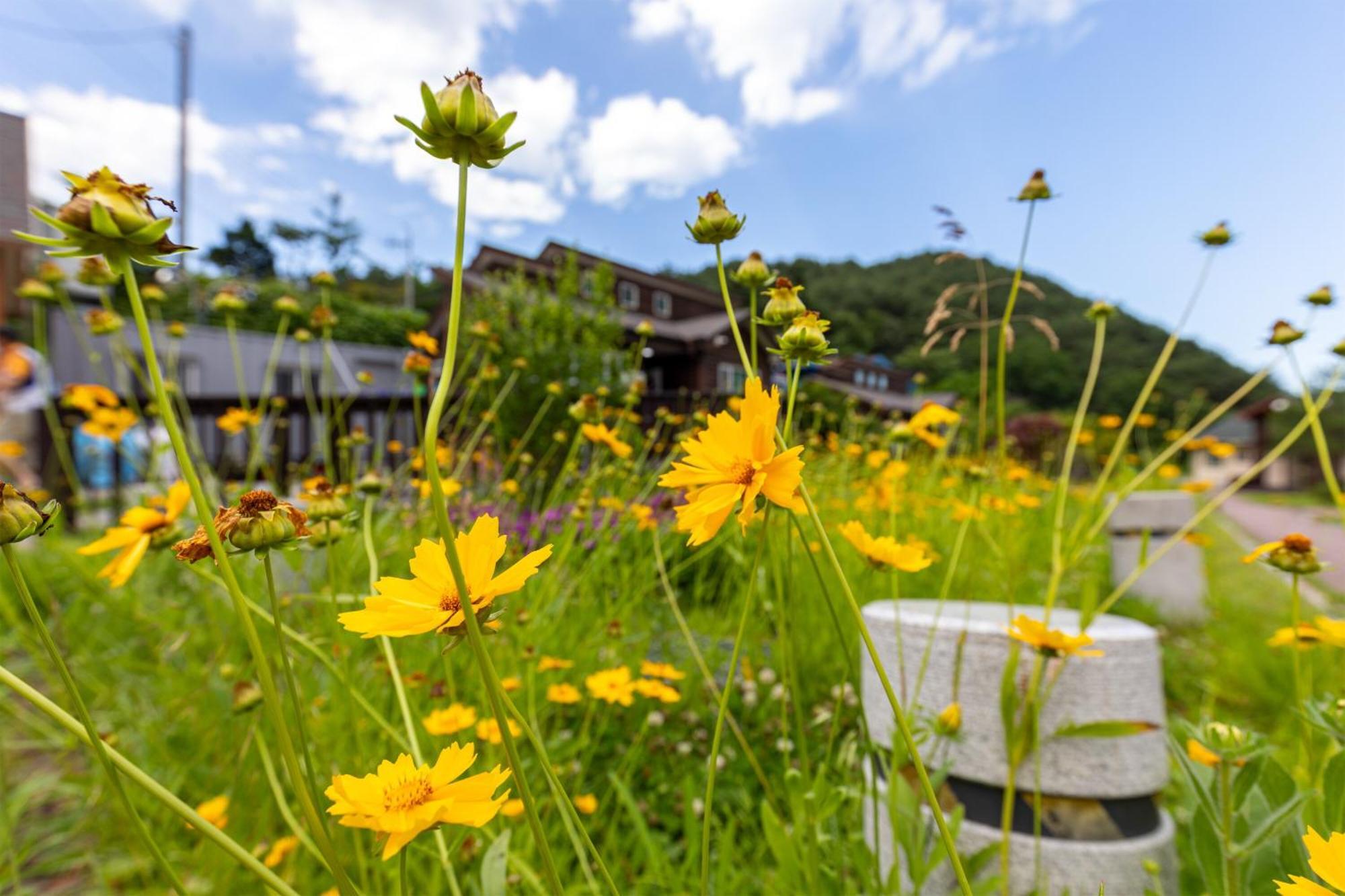 Gangneung Yasaenghwa Maeul Hotel Екстериор снимка